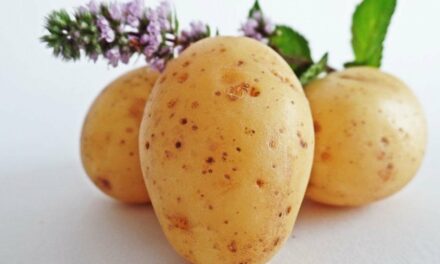 Ziemniak – czy może stać się cennym kosmetykiem?